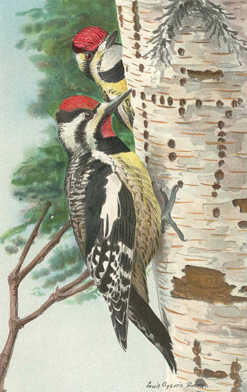 Yellow-bellied Sapsucker llustration by Louis Agassiz Fuertes is available through Public Domain.